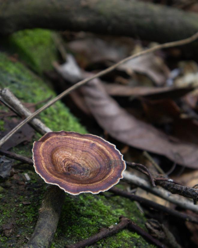 Tree Fungi