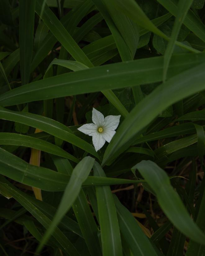 Hiding Flower