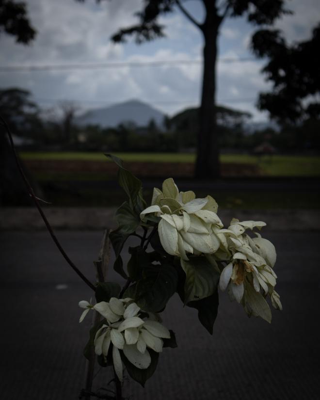 White Leaves