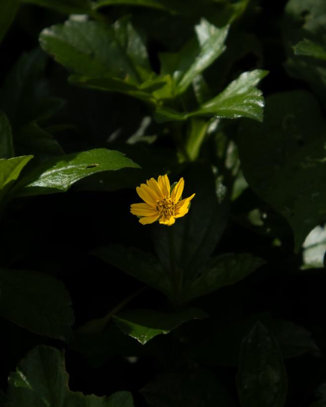 Yellow Flower