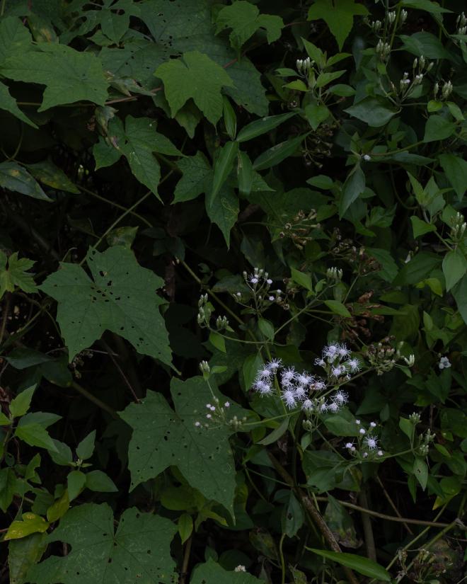 Tiny White Flowers