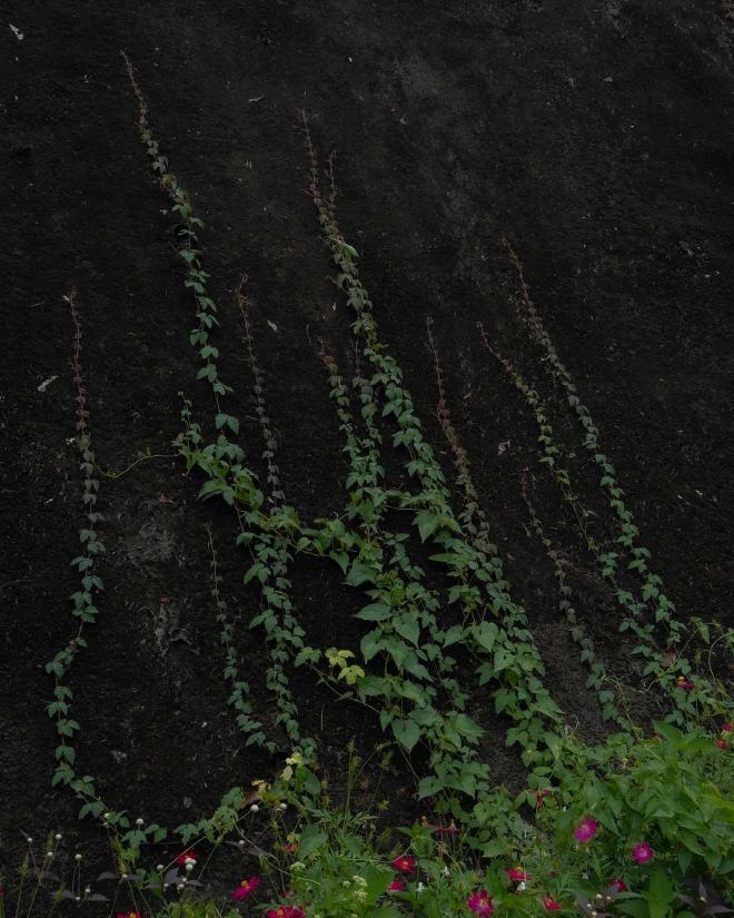 Vines on Wall