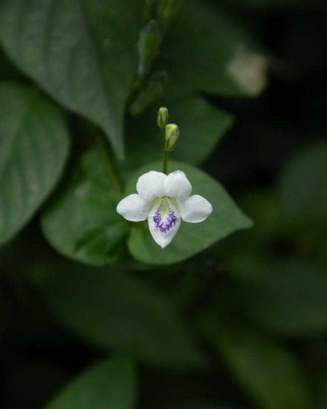 Tiny Wild Orchid