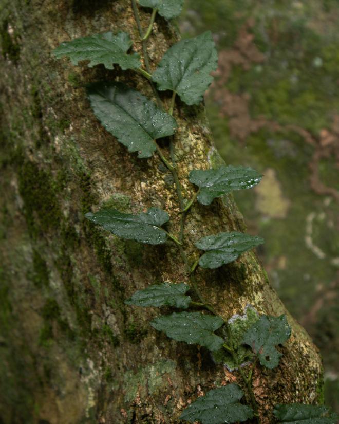 Vine on Tree