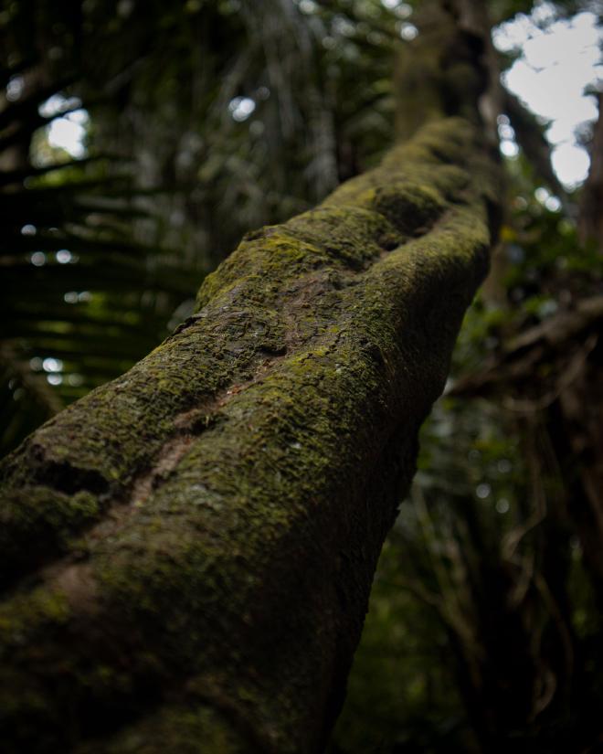 Long Trunk