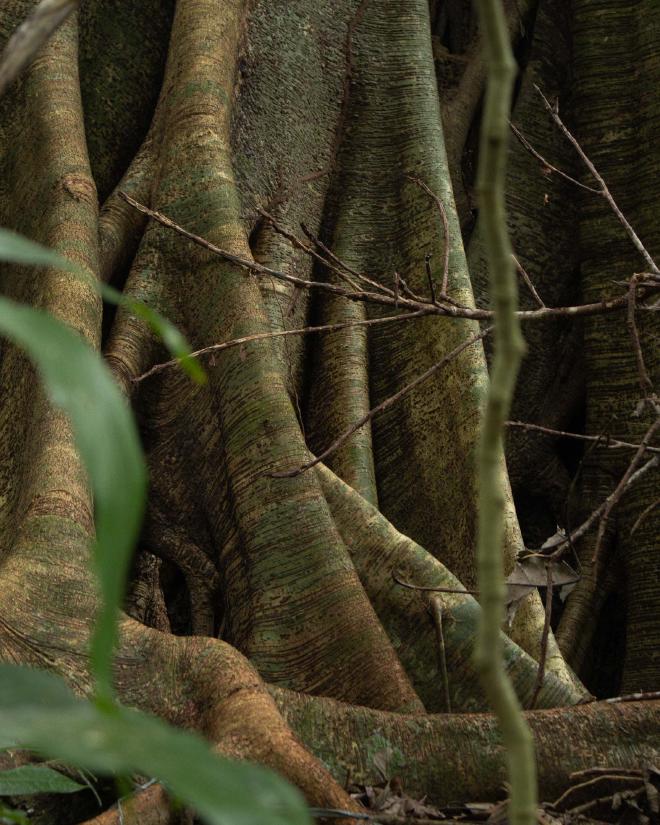 Folding Roots