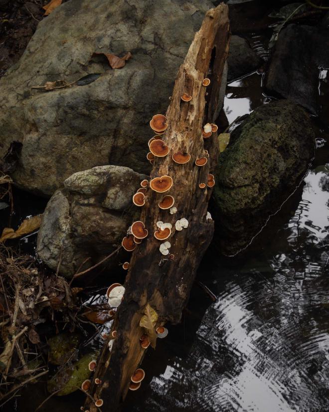 Fungi on Dead Tree Branch