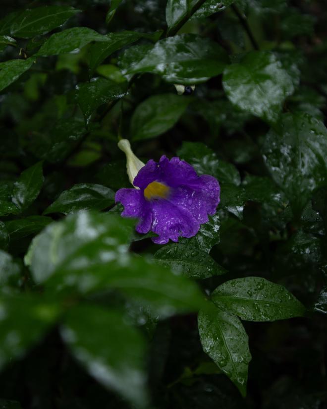 Purple Flower