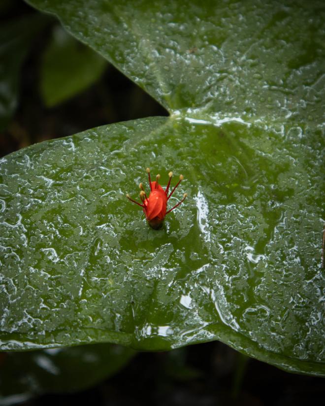 Flower Stuck on Leaf