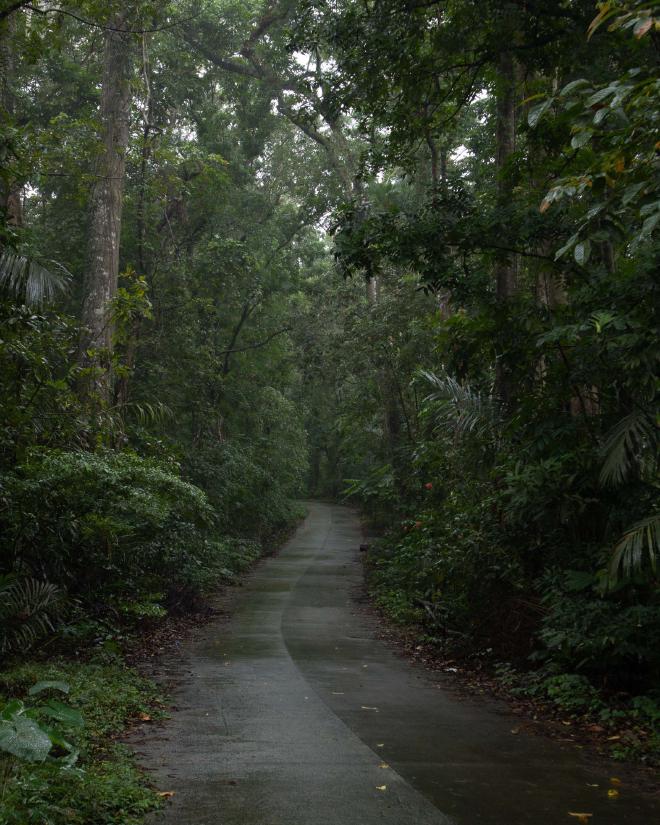 Mt. Makiling Trail