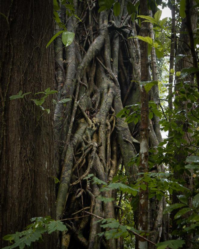 Large Roots