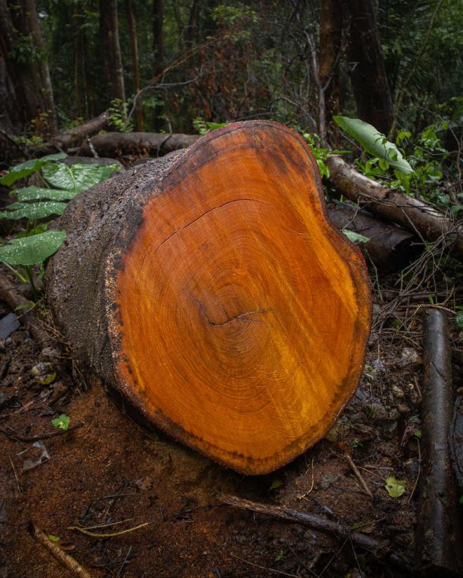 Tree Stump