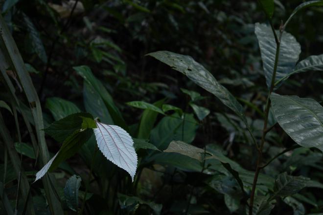 White Leaf