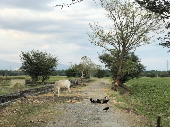 Waiting for chickens to finish their snack before I pass