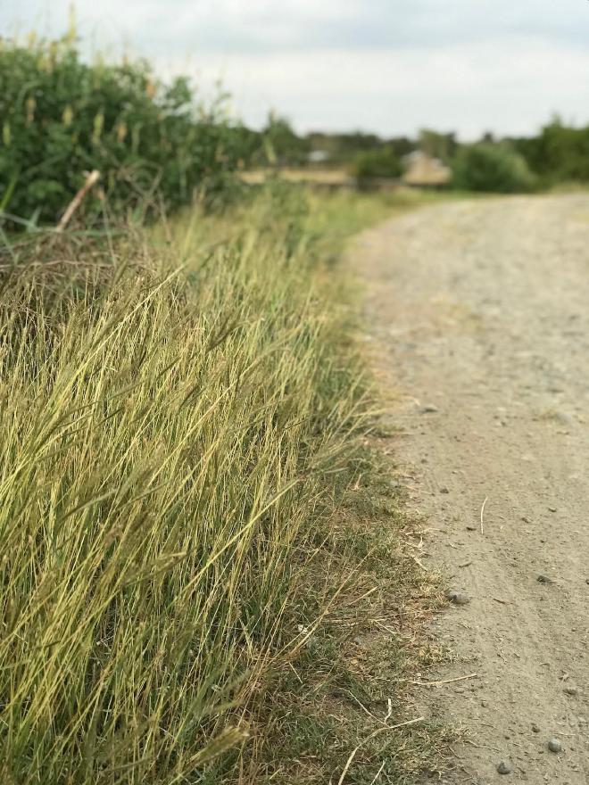 My favorite dirt road