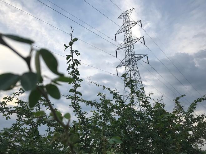 Leaves with the electric tower as backdrop