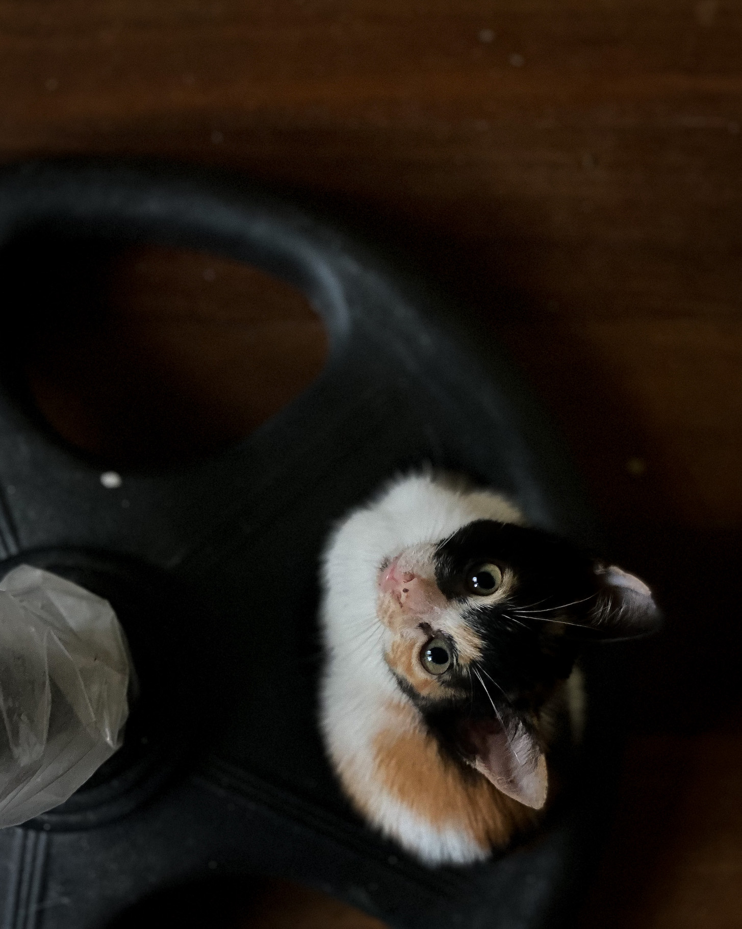 Little Carillon cat