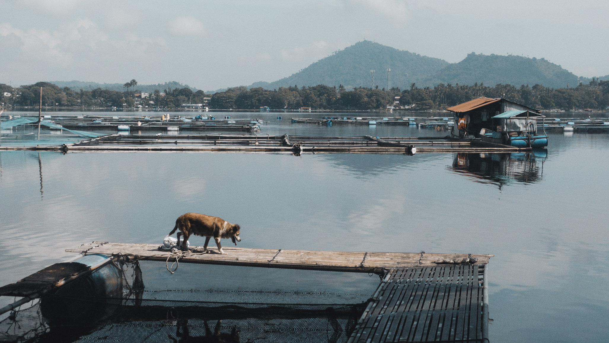 A dog walks over a platform at Sampaloc lake