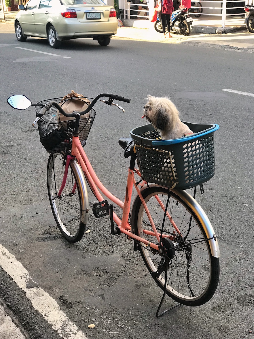 A dog waiting at the back of a bike