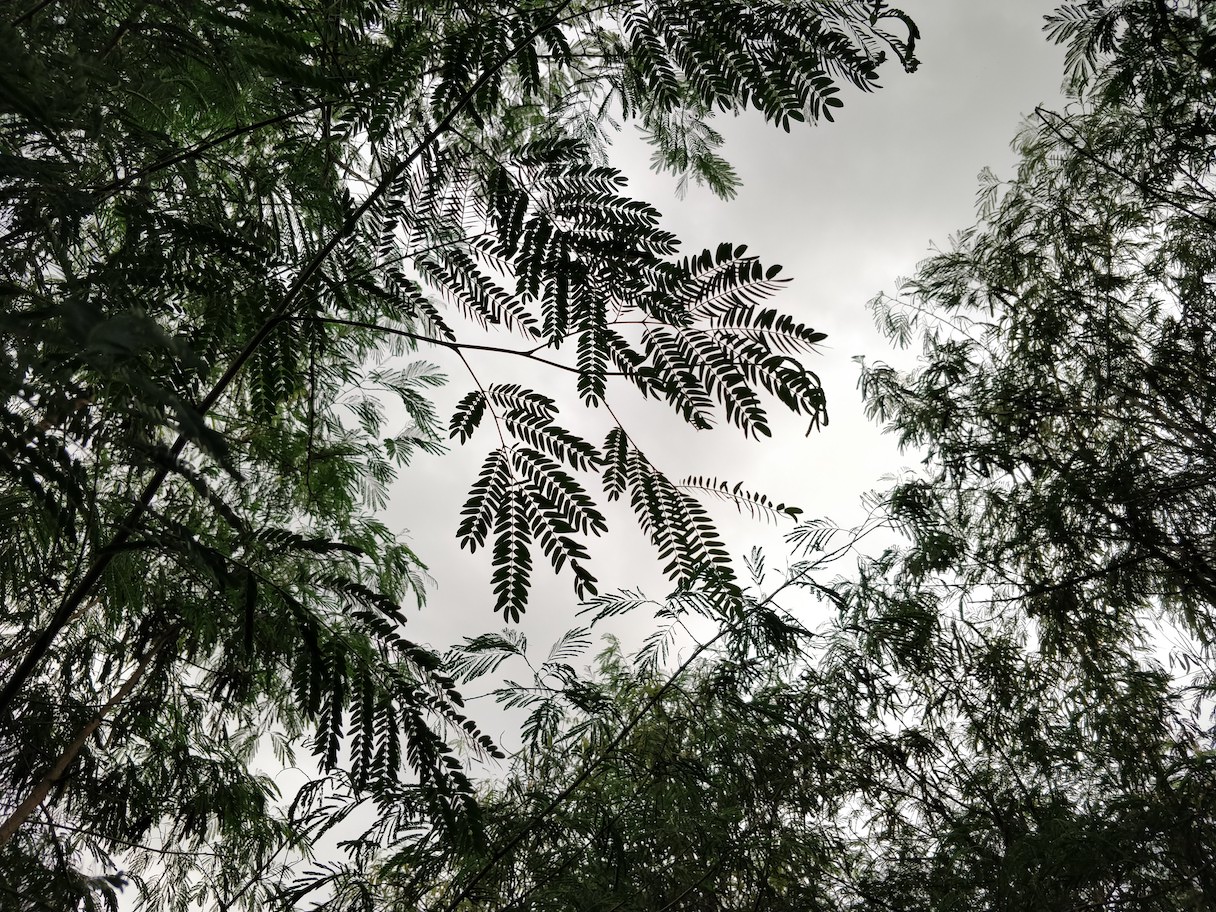 Leaves below a gray sky