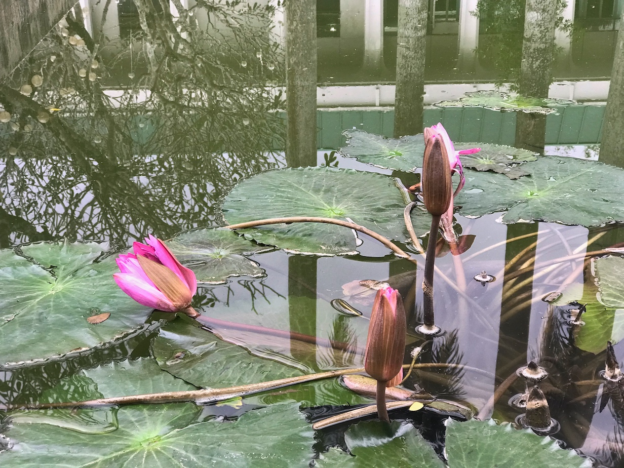 Lilies and reflections