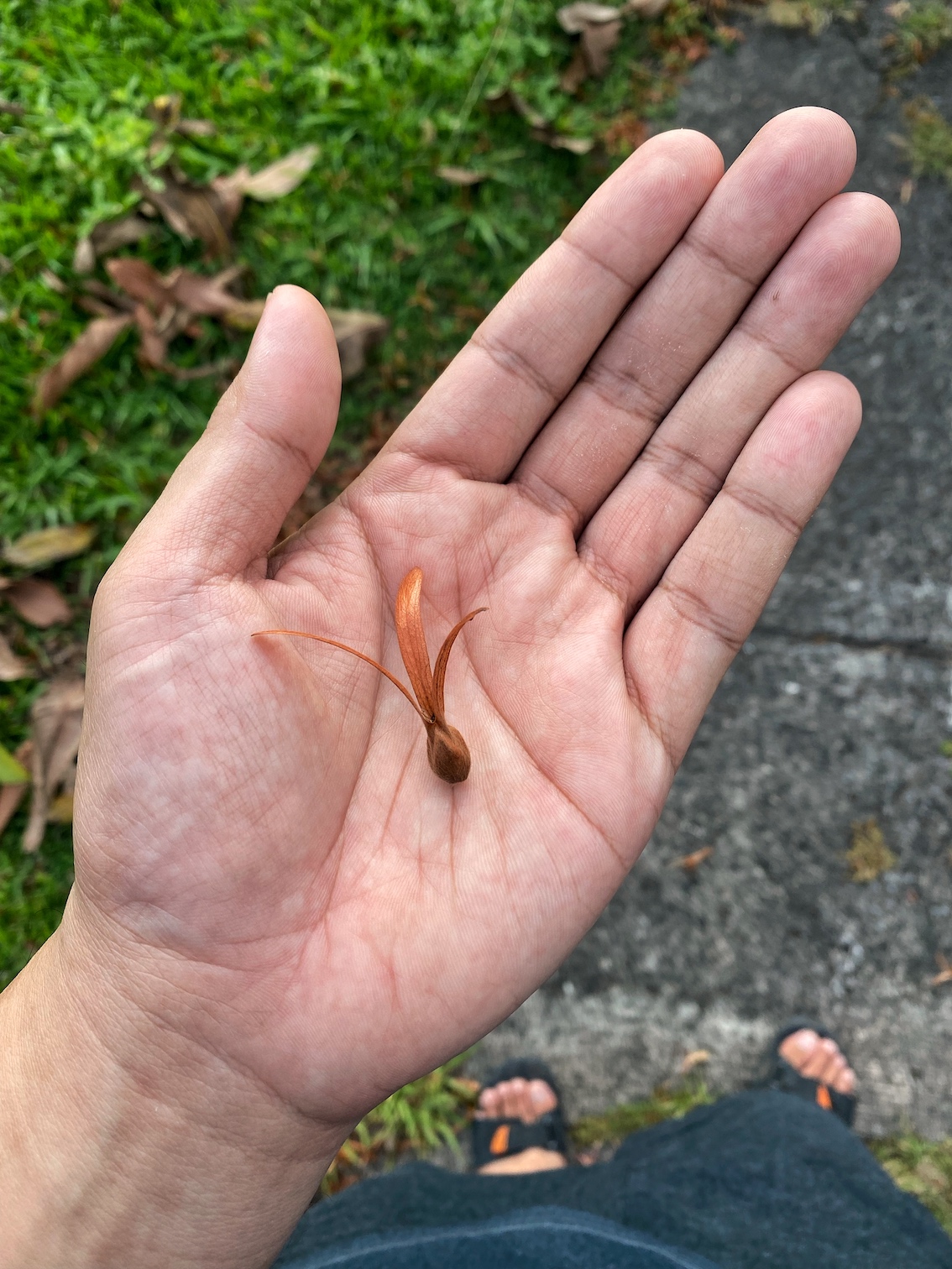 A tiny seed from a tree