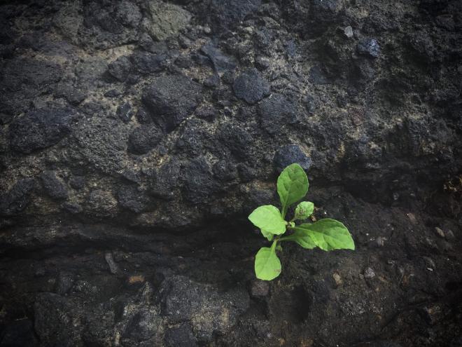 Sprouting plant from the rocks