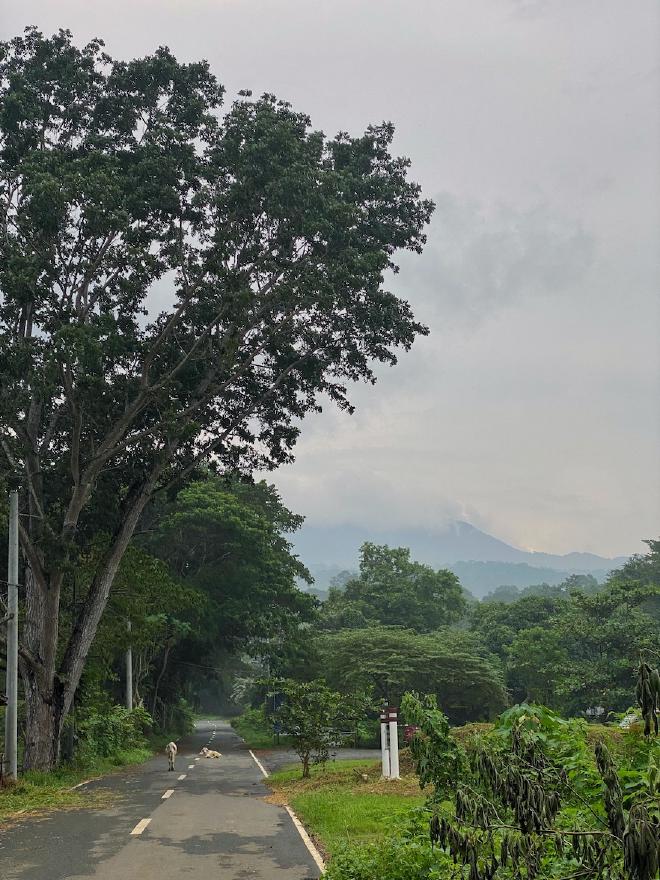 Makiling and cows