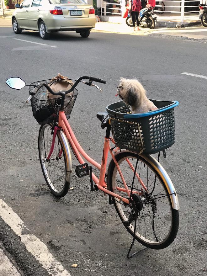 A dog waiting at the back of a bike