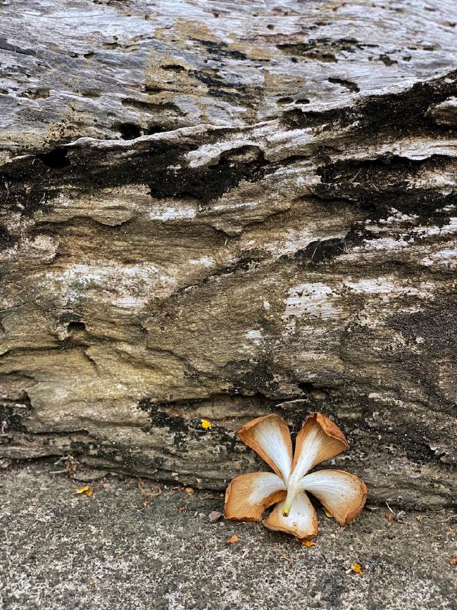 A lone kalachuchi flower