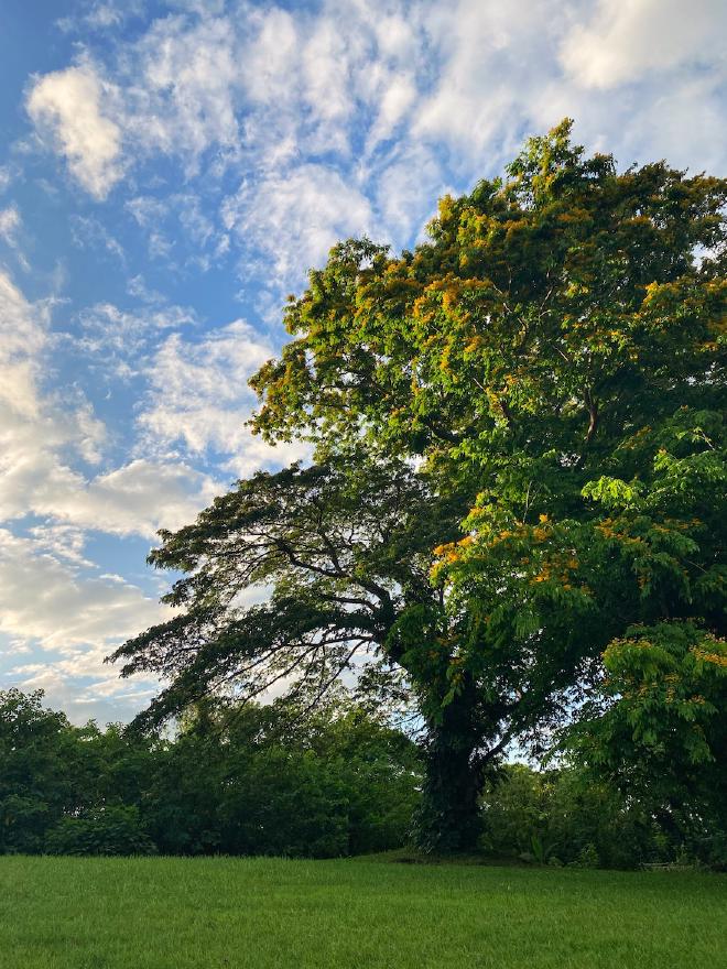 A large yellow caballero tree