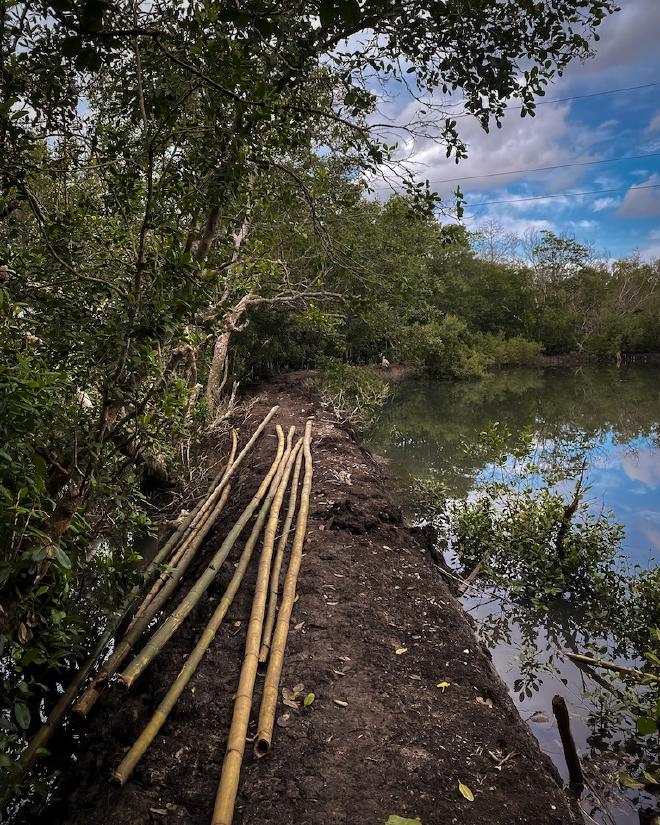 Bamboos on a trail