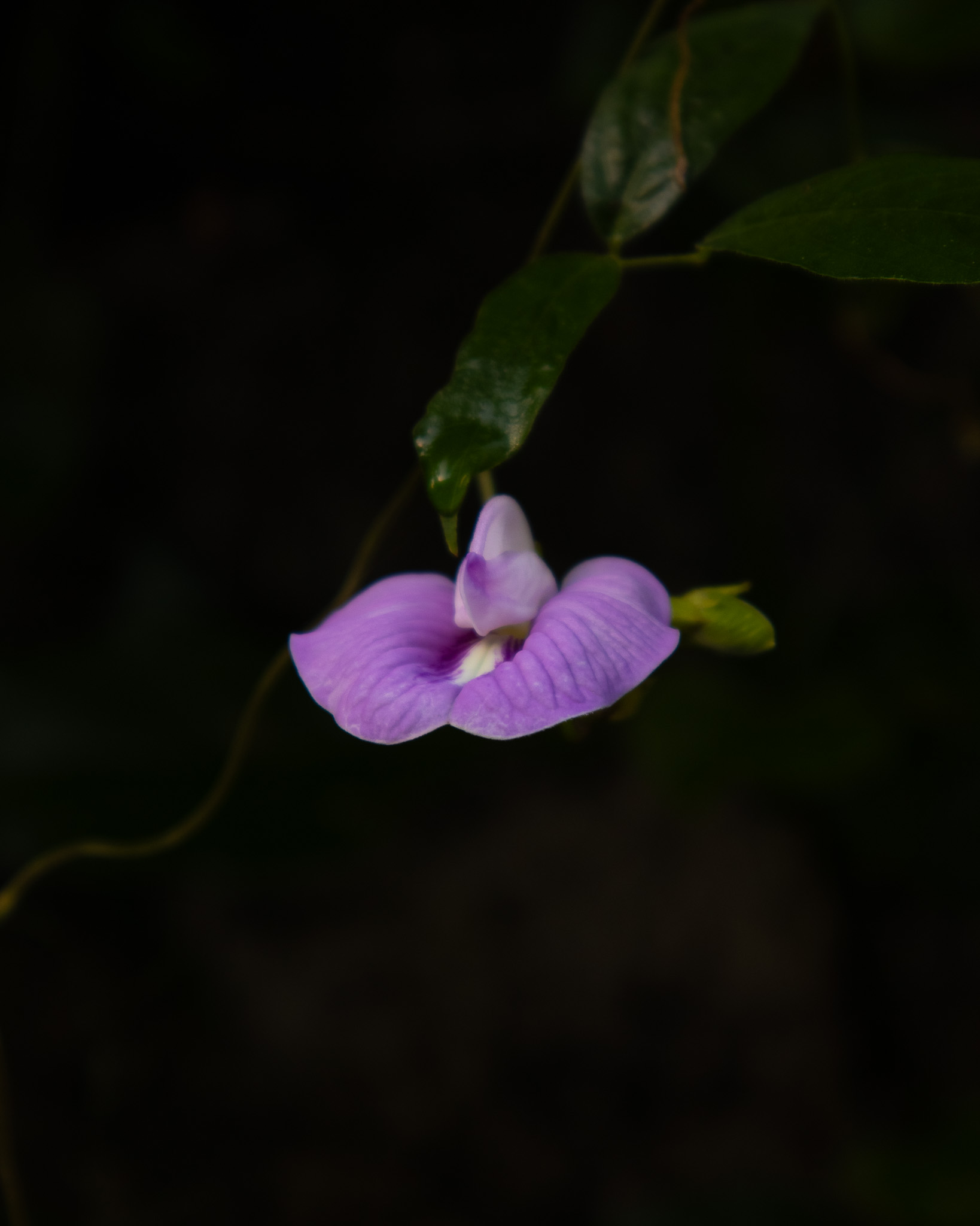 Wild orchid