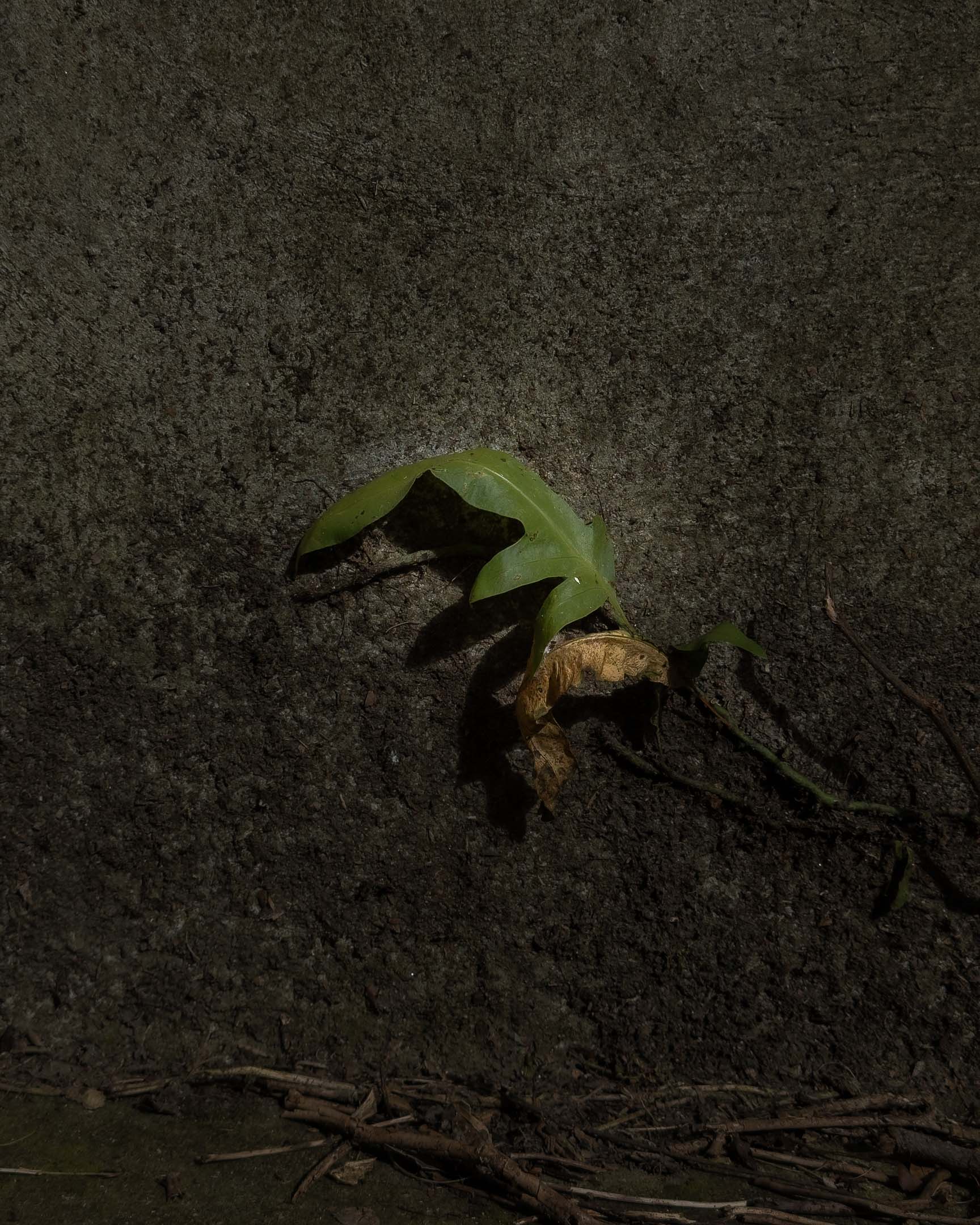 Leaf