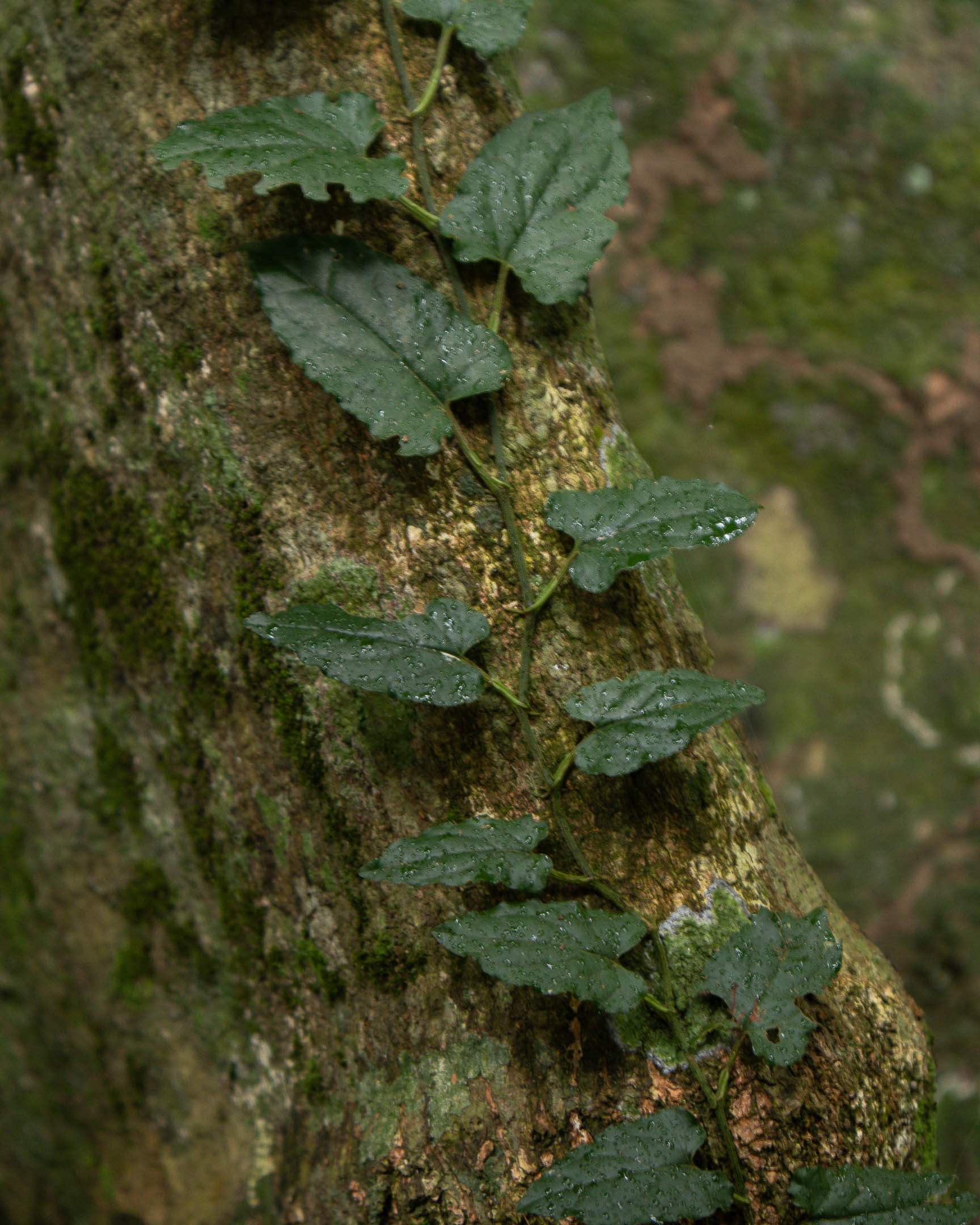 Vine on Tree