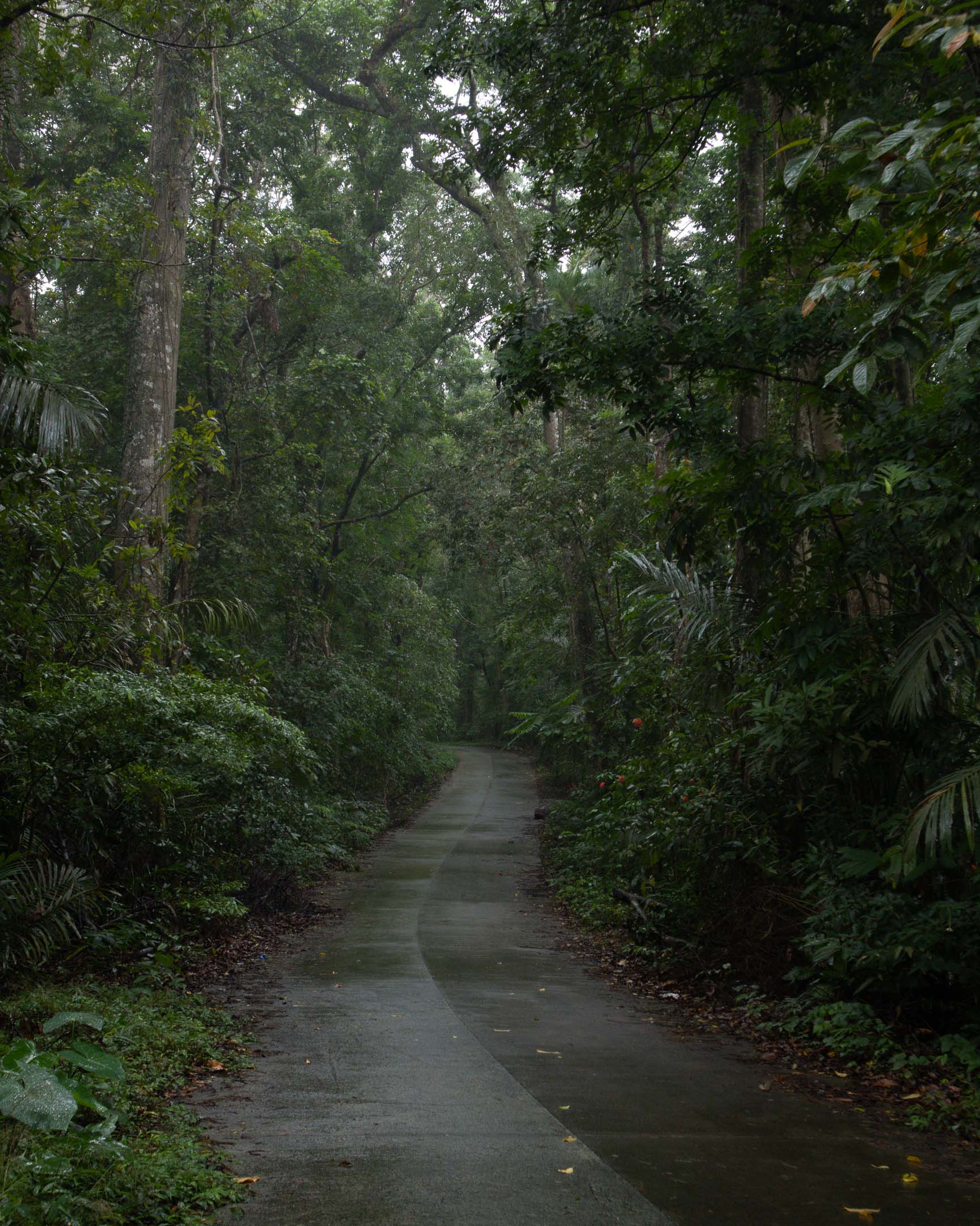 Mt. Makiling Trail
