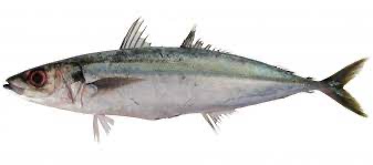 Decapterus marcarellus