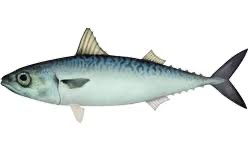 Scomber japonicus