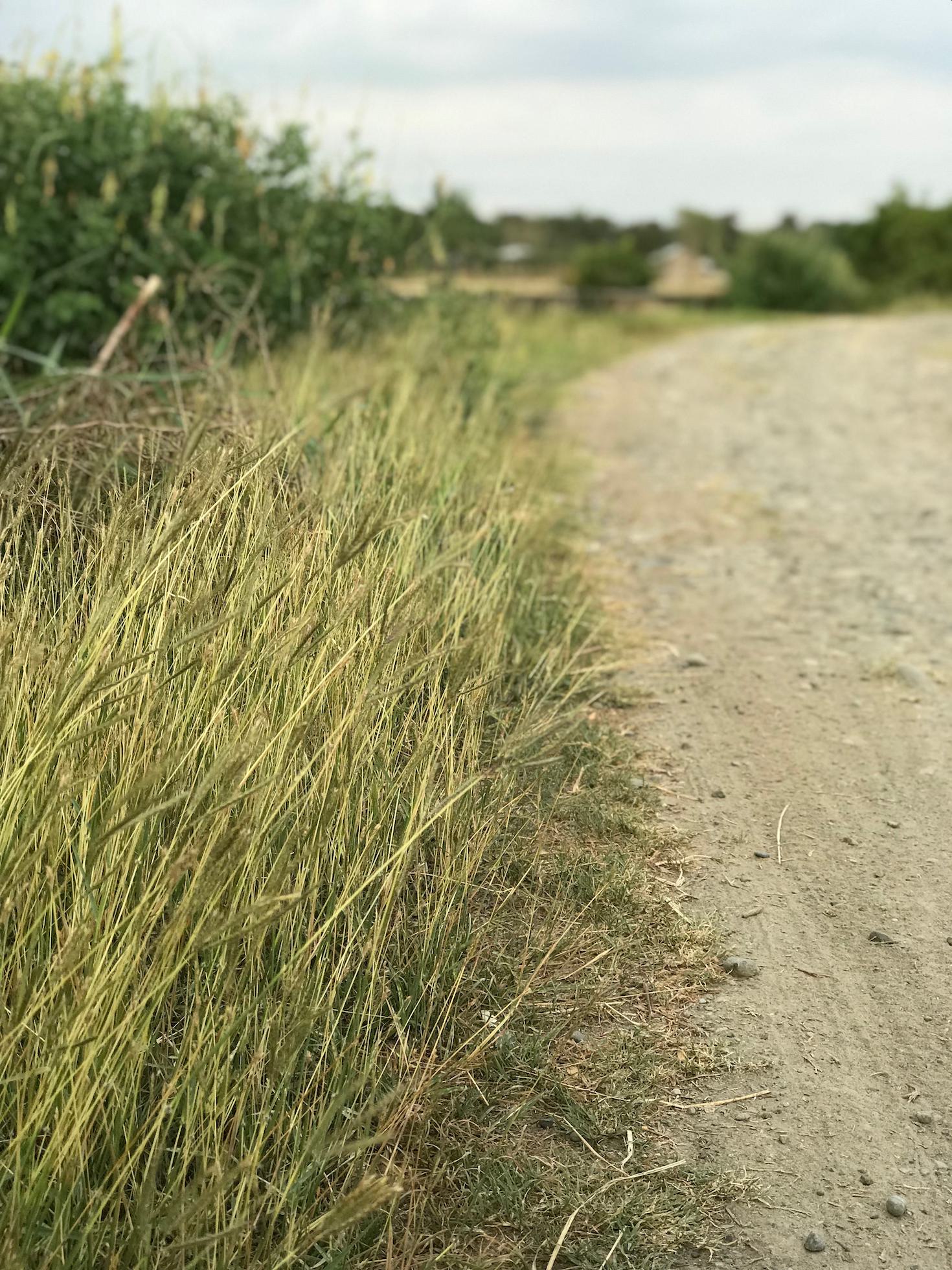 My favorite dirt road