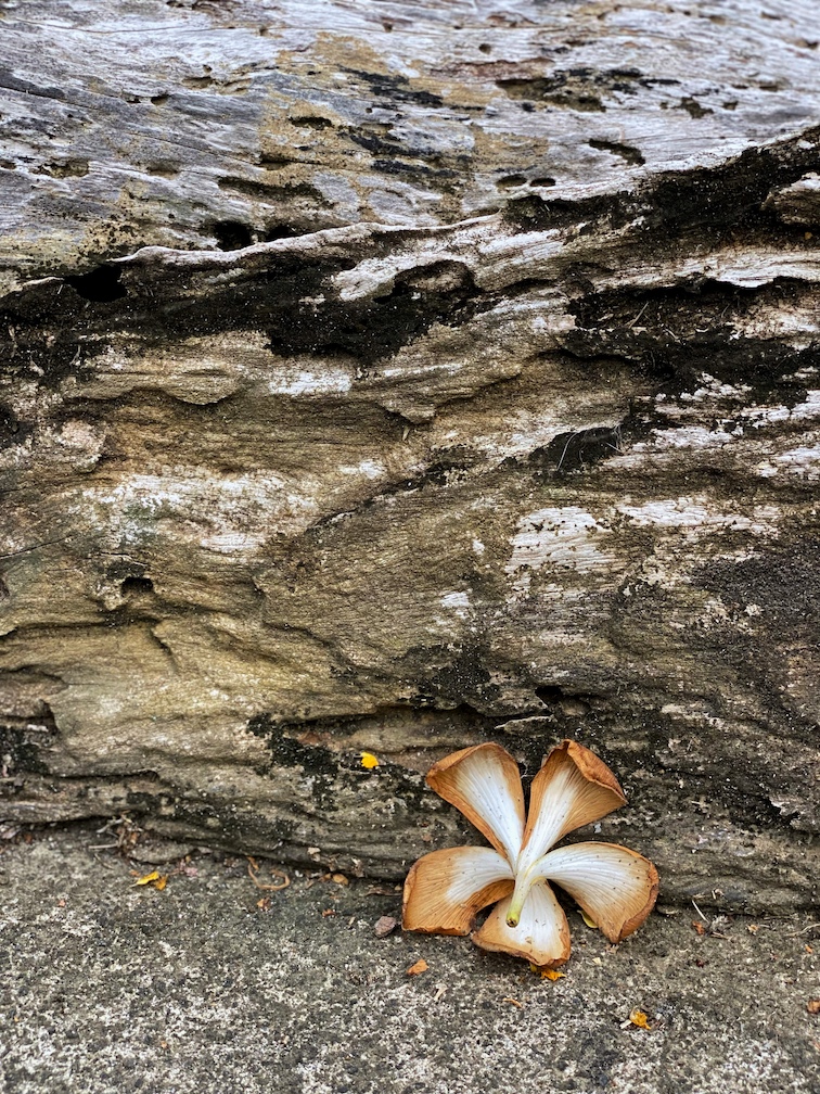 A lone kalachuchi flower
