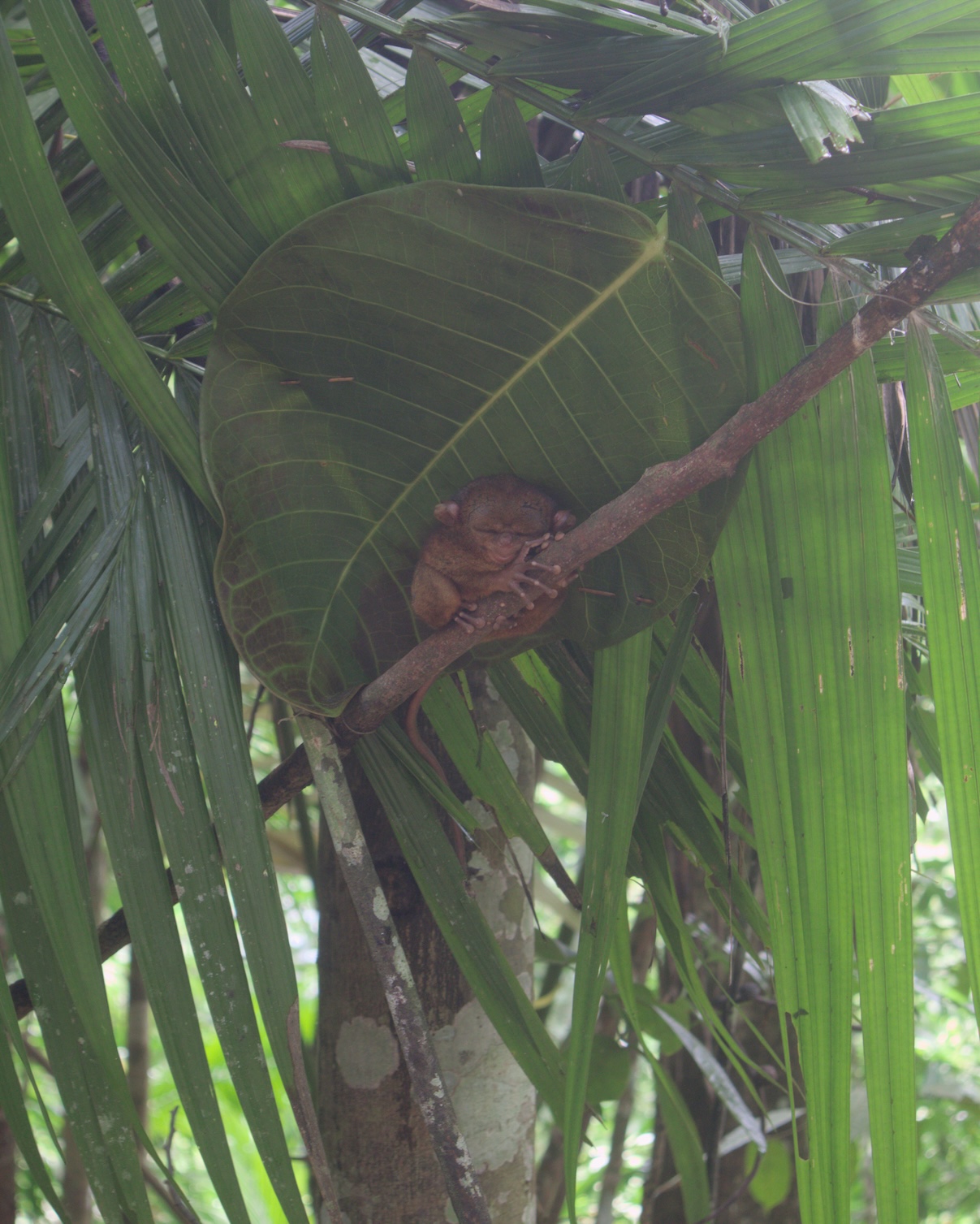 Tarsier