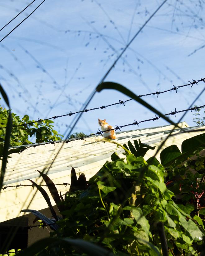 Cat on roof