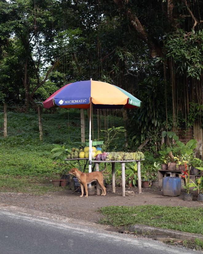 Fruit stand with dog