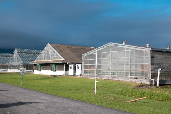 IRRI greenhouses