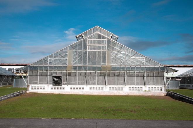 IRRI greenhouse