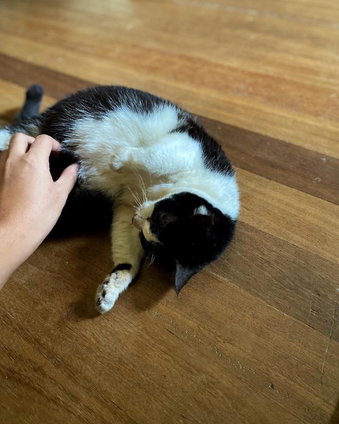 Stroking Champy the cat’s belly