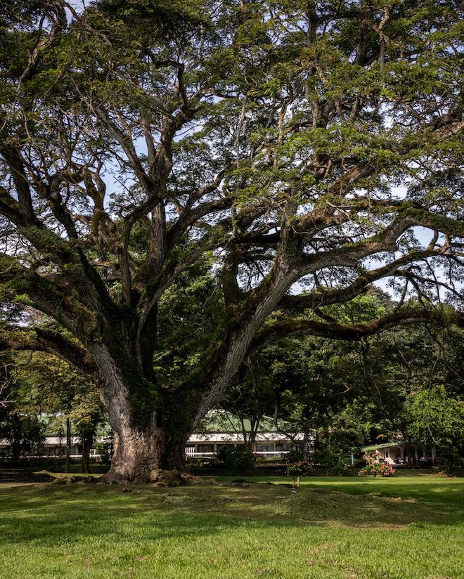 Fertility tree