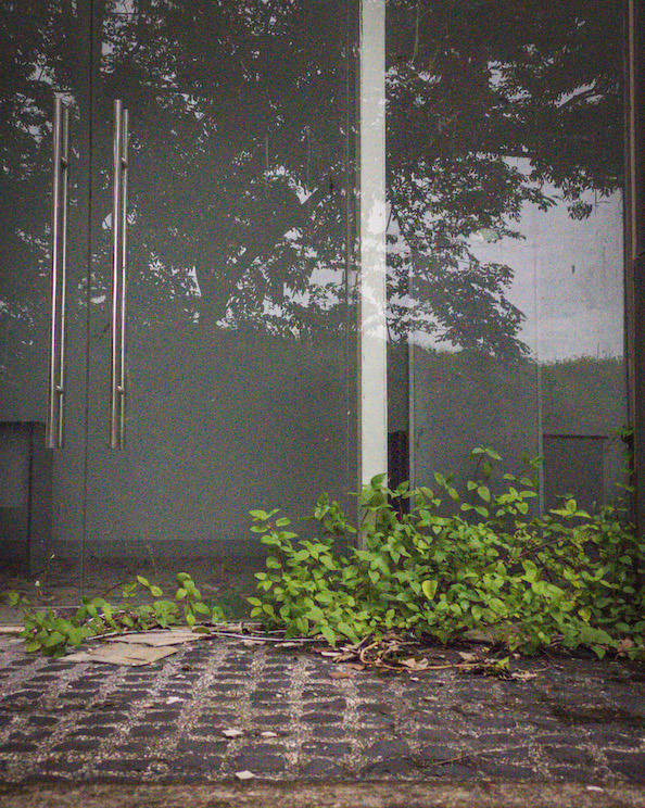 Weeds at abandoned building