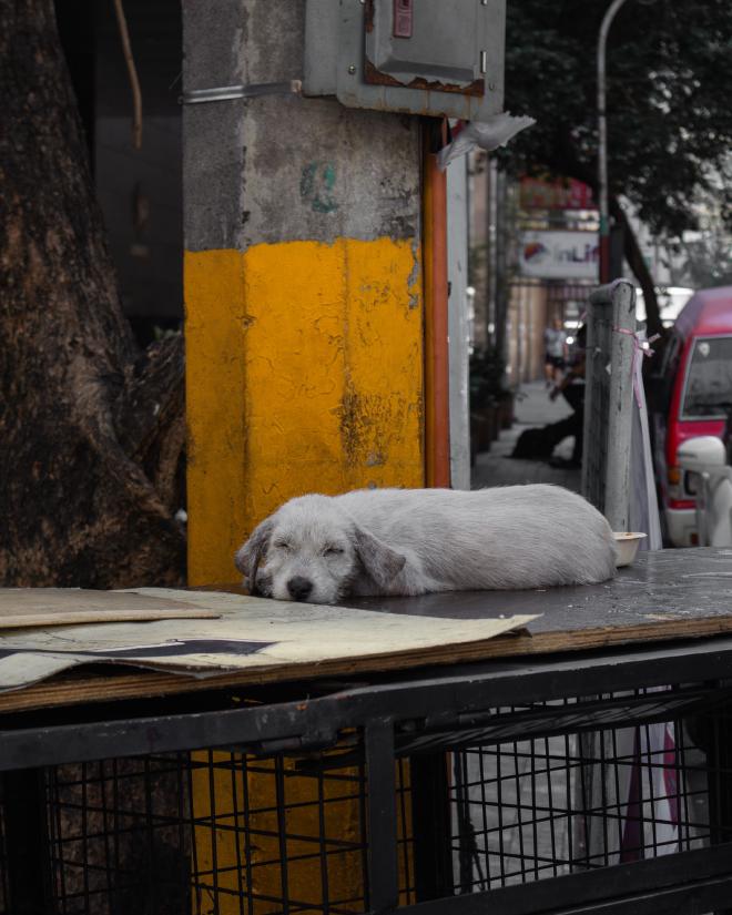 Binondo dog