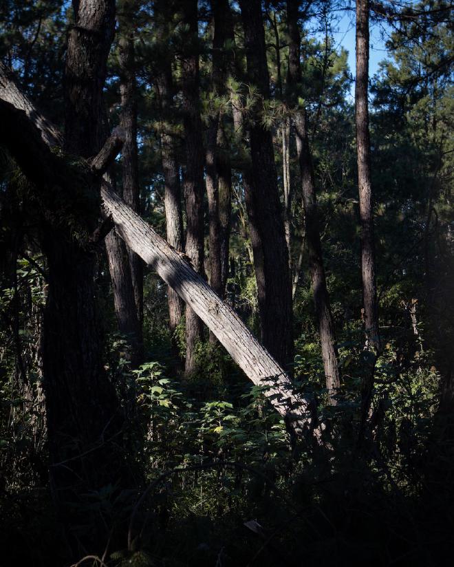 Slanting pine tree in the middle of others